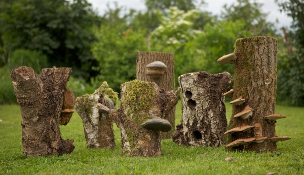 BY-05 Zwam op boomstam