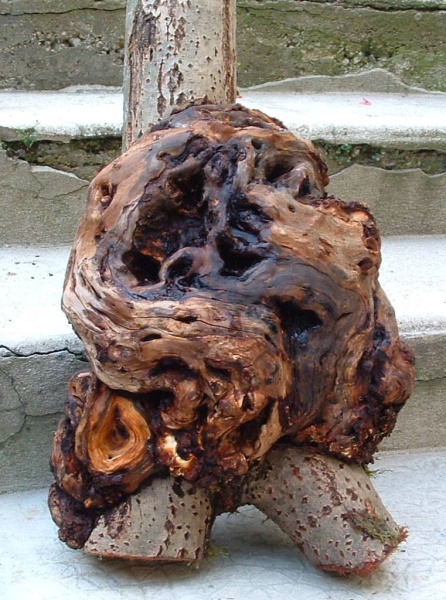 BY-07 Stamwoekering-a