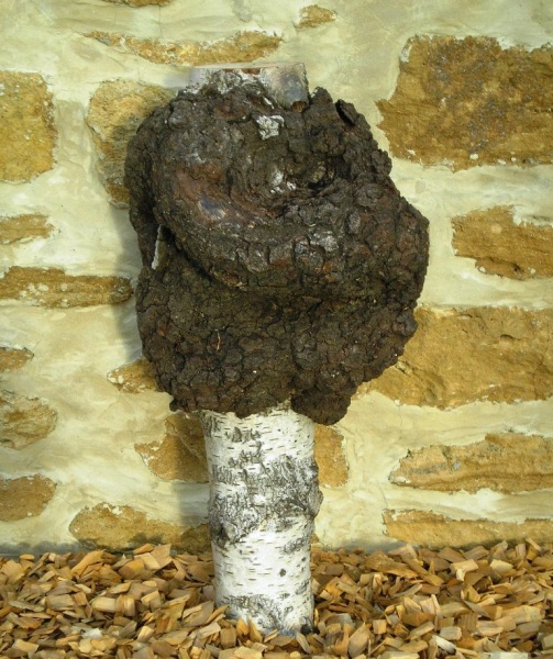 BY-07 Stamwoekering-b