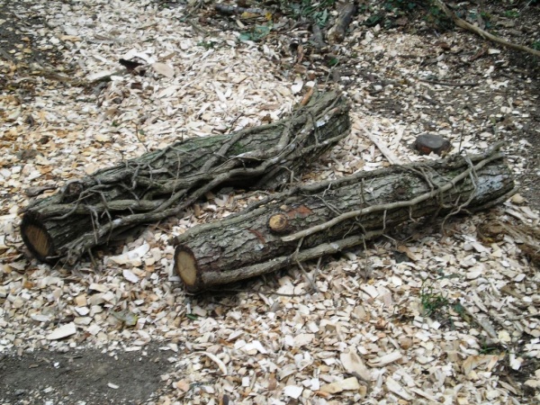 BY-10 Stammetje met Hedera omhulsel