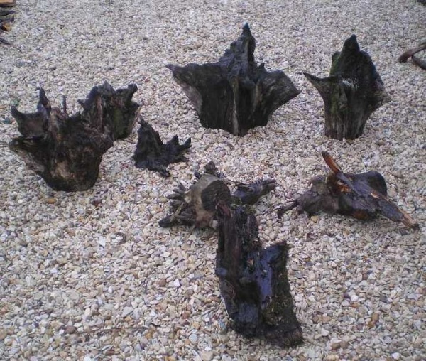 BY-12 Ghostwood stronken