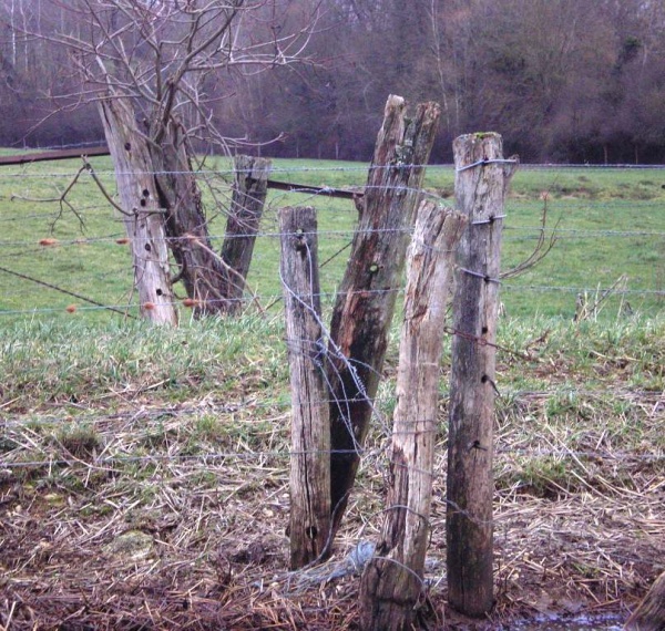 BY-13 Weipalen verweerd-a