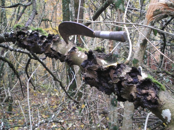 BA-04 Es met  woekeringen