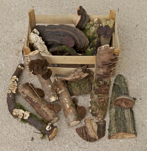 DE-15 Kistje Zwamstukken